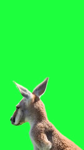 Vertical red kangaroo portrait closeup on green screen background