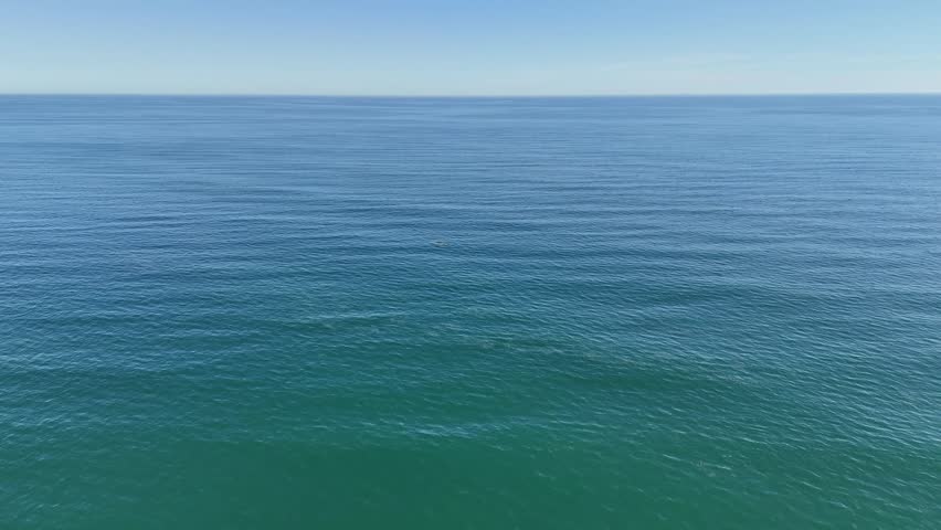 4K Aerial view following wild dolphins jumping in Punta Umbria beach Spain