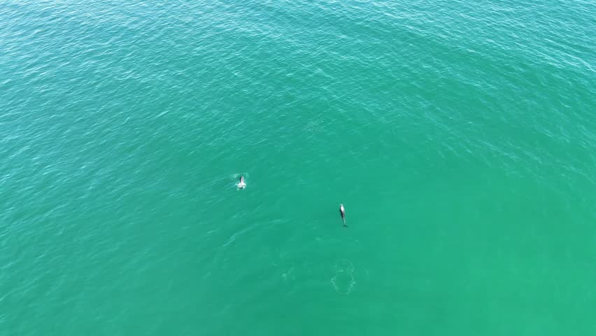 4K Aerial view following wild dolphins in Punta Umbria beach Huelva Spain