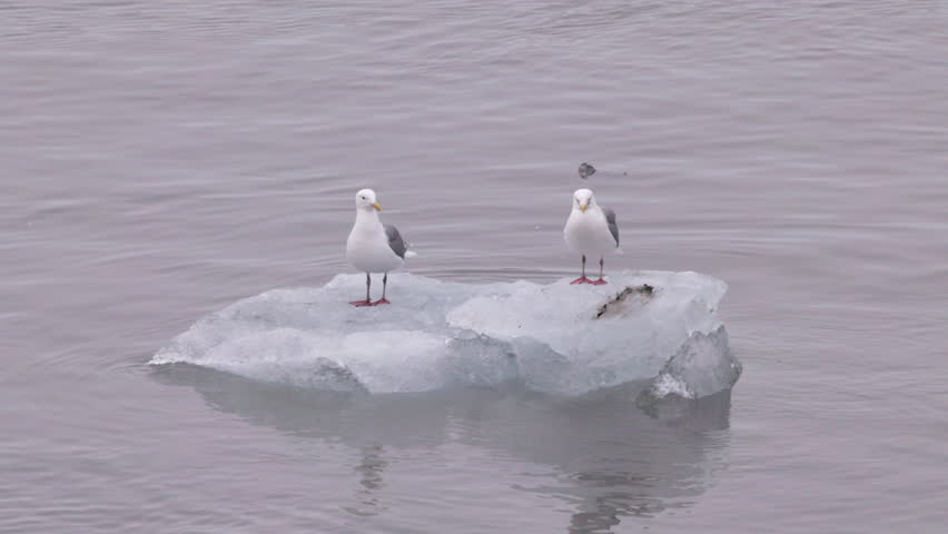 a pair of glaucous-winged gulls stand on an iceberg at glacier bay, alaska of the usa