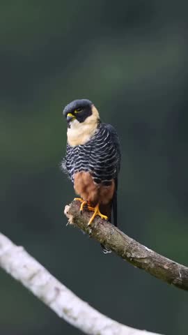 Striking Aplomado Falcon Perched on Branch
