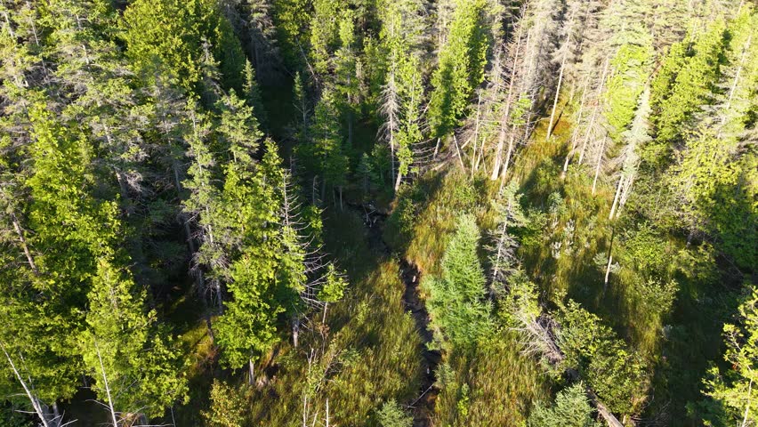 Aerial view of dense forest with streams and lake Huron visible, Hessel, Michigan.