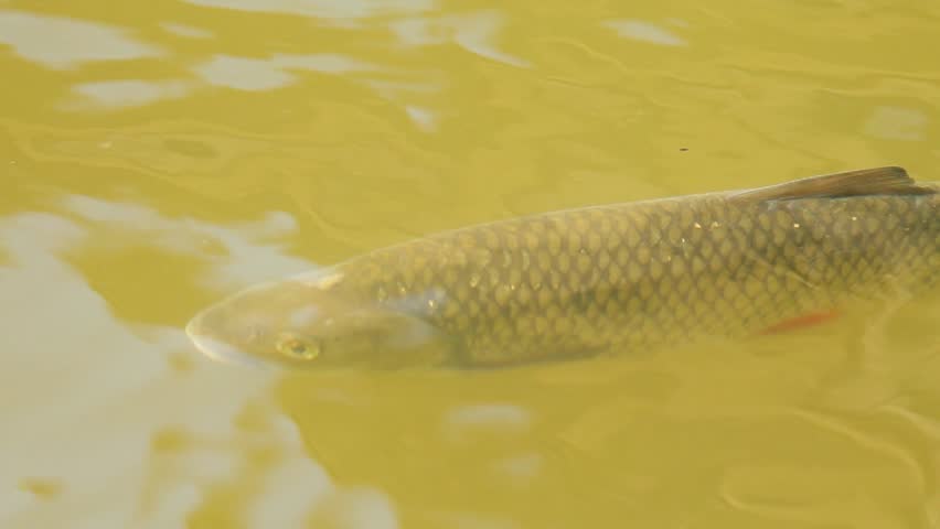 European chub (Squalius cephalus) swimming actively just below the water surface in a clear spring river