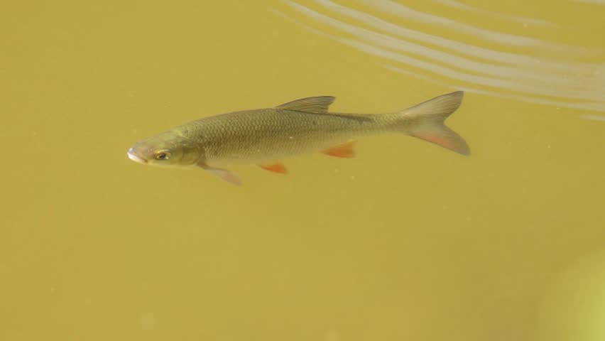 European chub (Squalius cephalus) swimming actively just below the water surface in a clear spring river
