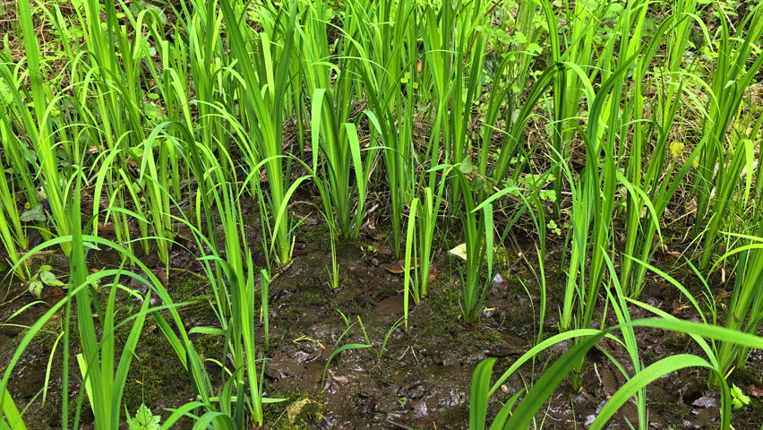 Vibrant green marsh grasses are thriving in the dark, moist soil of a wetland, showcasing fresh growth and the rich biodiversity of natural outdoor environments