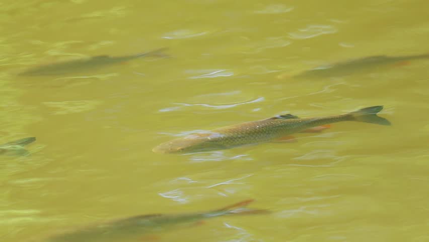 European chub (Squalius cephalus) swimming actively just below the water surface in a clear spring river