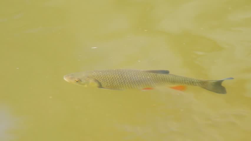 European chub (Squalius cephalus) swimming actively just below the water surface in a clear spring river