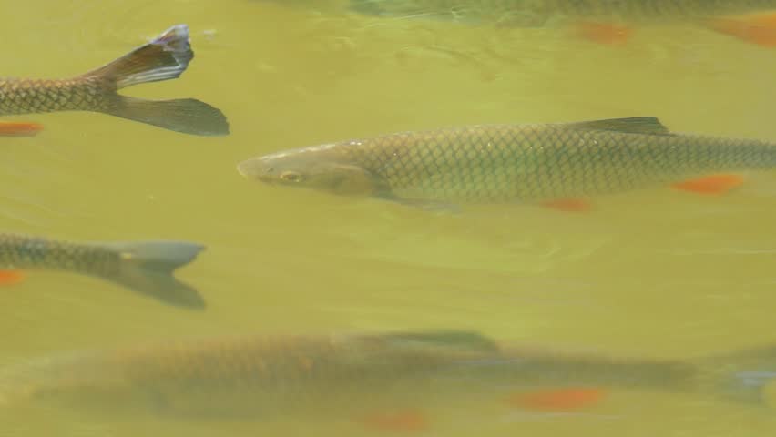 European chub (Squalius cephalus) swimming actively just below the water surface in a clear spring river