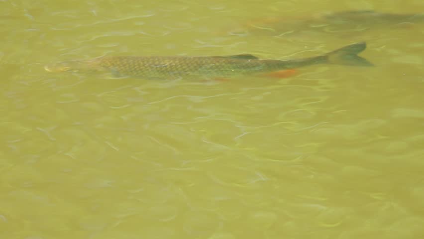 European chub (Squalius cephalus) swimming actively just below the water surface in a clear spring river