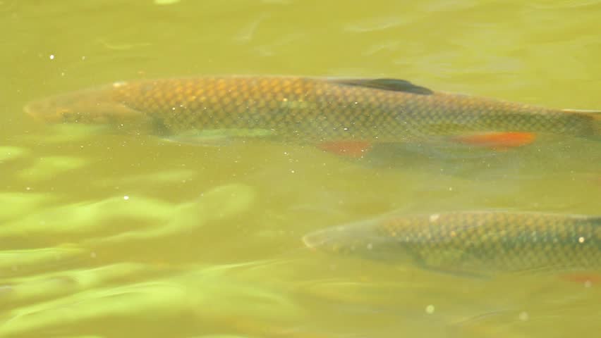 European chub (Squalius cephalus) swimming actively just below the water surface in a clear spring river