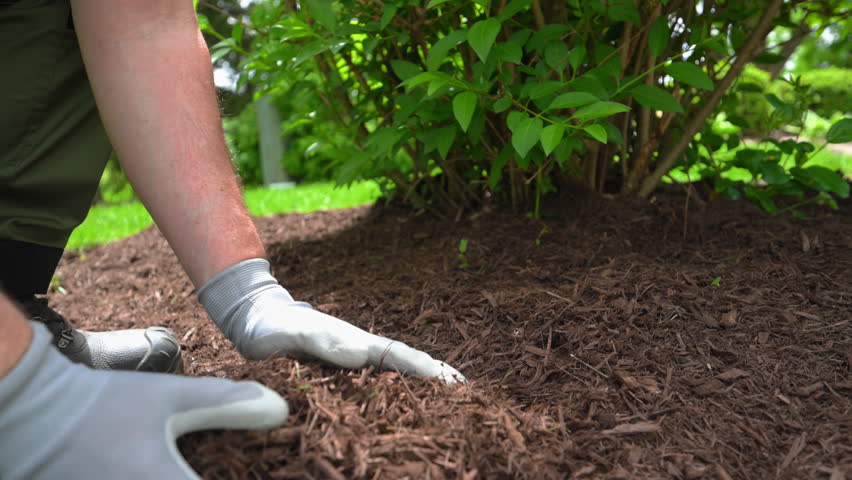 Close up shoot footage of gardener spreading fresh mulch around bushes in residential landscaping project. Lawn care and garden maintenance