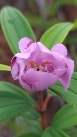 Beautiful pink flower blooming with green leaves in nature background. Macro close up shot of tropical flower in garden.