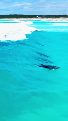 A lone surfer skillfully rides a powerful wave in turquoise ocean waters with a sandy shoreline in the background.