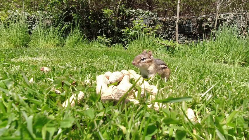 A close-up shot of a small chipmunk sitting in the green grass, holding and eating a peanut, surrounded by a pile of other peanuts in the backyard.