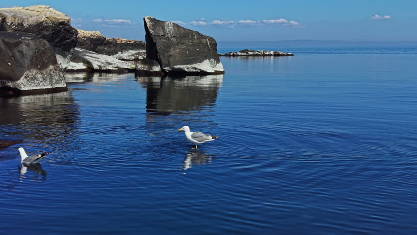 Two seagulls stand on the water near large rocks. The sea is flat with clear blue water. The sky shows a few clouds in the distance. This scene takes place in a coastal area in daylight.