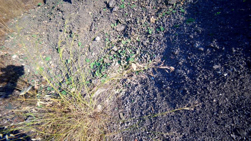 A close-up view of a dark dirt pile or mound on the ground, with small green plants and weeds beginning to sprout on its surface.