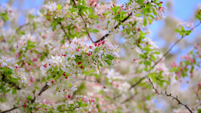 Close up view of Blooming tree with white spring flowers against a cloudy blue sky