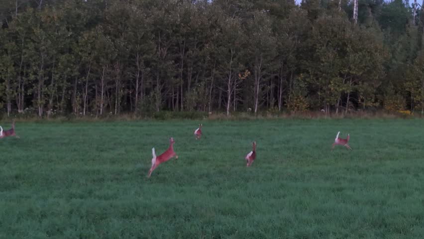 Drone captures wildlife near trees in a rural setting.