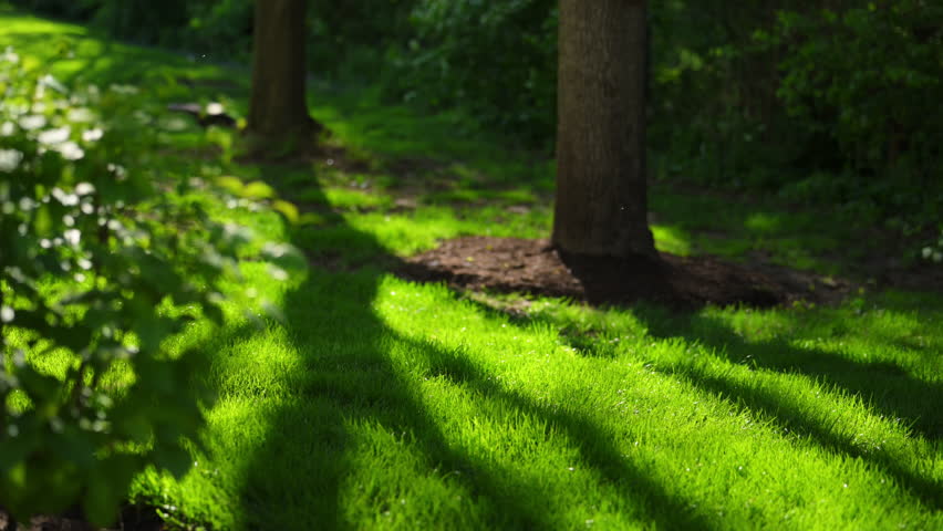 Sunlight casting long shadows across vibrant green grass and trees in peaceful landscaped garden during bright summer afternoon
