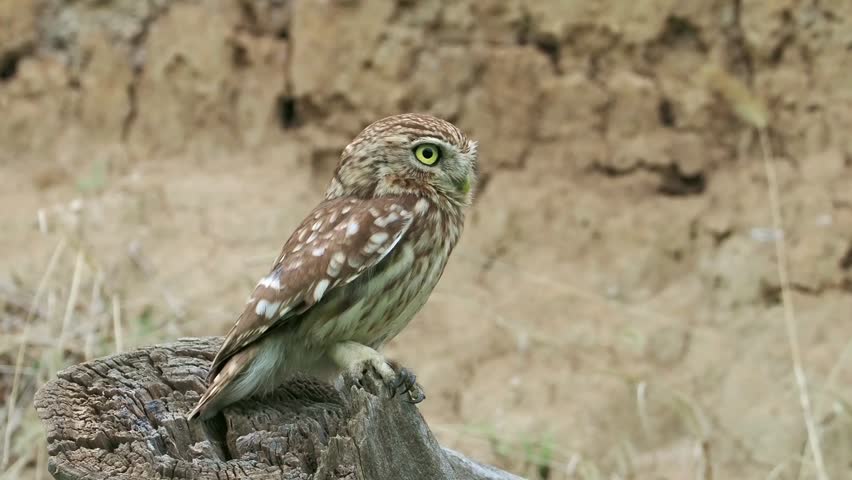 Alert little owl perching on a weathered wooden stump looking upwards, wild raptor bird in its natural earthy habitat