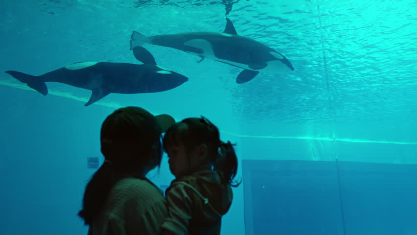 Silhouette of Asian mother and little daughter looking at killer whales swimming underwater in aquarium, happy family enjoying orca whale show on summer vacation travel, marine life learning, childhood exploration and parenting concept