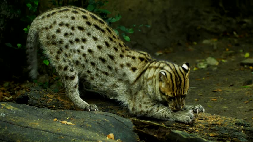 Close-up footage of a fishing cat scratching on a log, showcasing natural feline behavior and detailed fur texture in crisp 4K resolution.