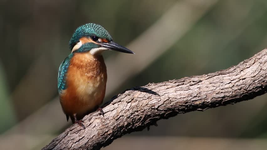 Close up of a young Common Kingfisher or Alcedo atthis perched on a textured tree branch before taking off. Cute juvenile wild bird with bright plumage in its natural river habitat