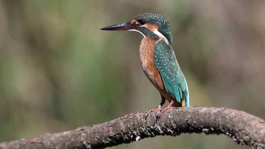 Young Common Kingfisher or Alcedo atthis perched on a moss-covered branch, looking around alertly. Beautiful juvenile wild bird with bright blue and orange plumage in its natural habitat.