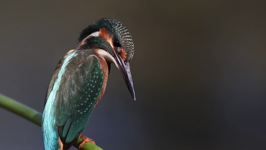 Close up of a young Common Kingfisher or Alcedo atthis perched on a green reed stem, showing beautiful back plumage and turning its head. Cute juvenile wild bird on a dark background.