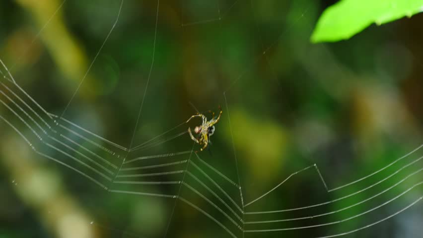 Close-up footage of a spider building its web, showcasing intricate weaving behavior and detailed web construction in stunning 4K resolution