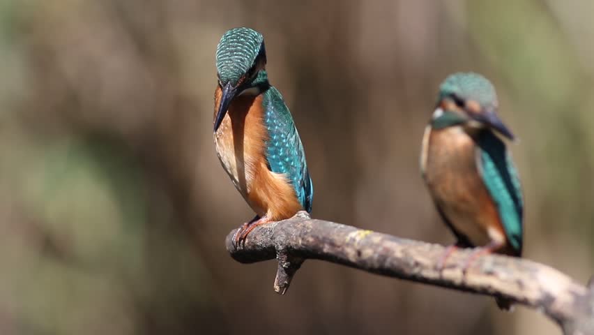 Close up of a young Common Kingfisher or Alcedo atthis looking down and flying away from a branch. Cute juvenile wild bird in sharp focus with blurred background.