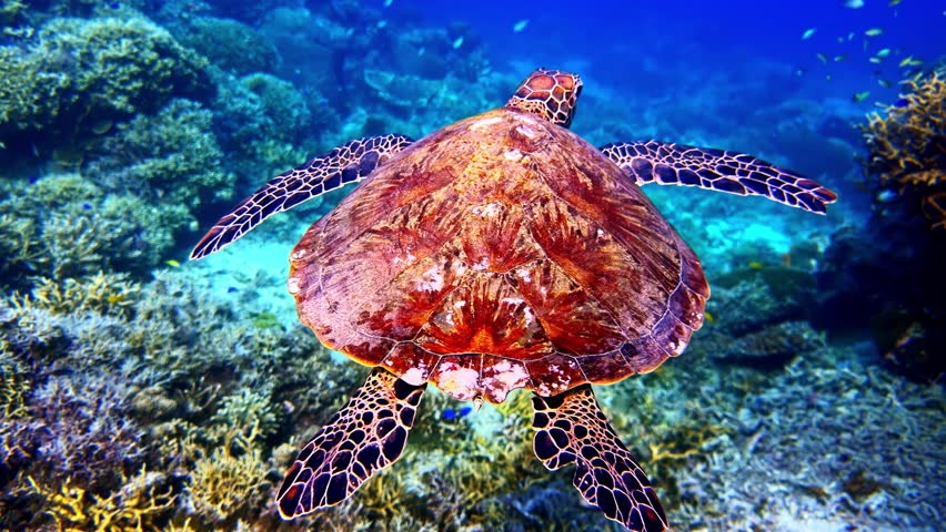 A large sea turtle gliding through clear ocean water above a thriving tropical coral reef habitat teeming with small fish.