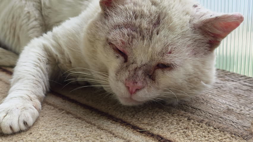 Senior white cat resting, appearing neglected and unwell, showing patches of hair loss and skin irritation on its face and head, reflecting themes of animal welfare and veterinary care