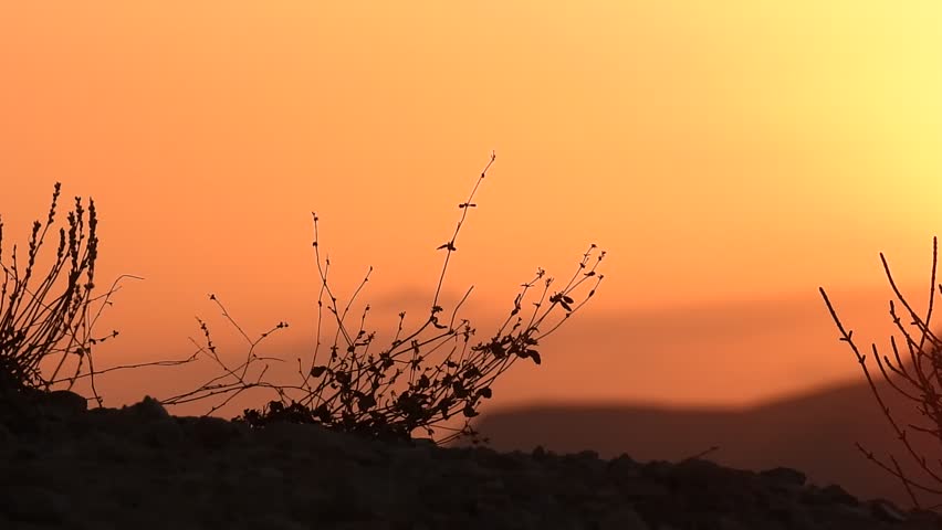 Beautiful golden sunset over the hills with silhouettes of branches.