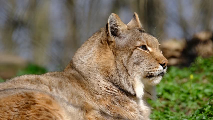 A majestic Eurasian lynx rests peacefully in a grassy field, showing its beautiful spotted fur profile during a bright, sunny daylight day