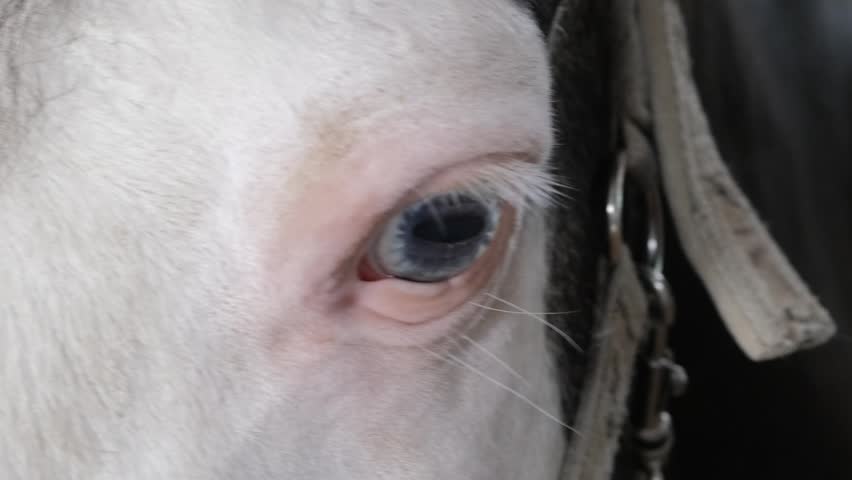 Close-up of rare blue horse eye with detailed texture horizontal view