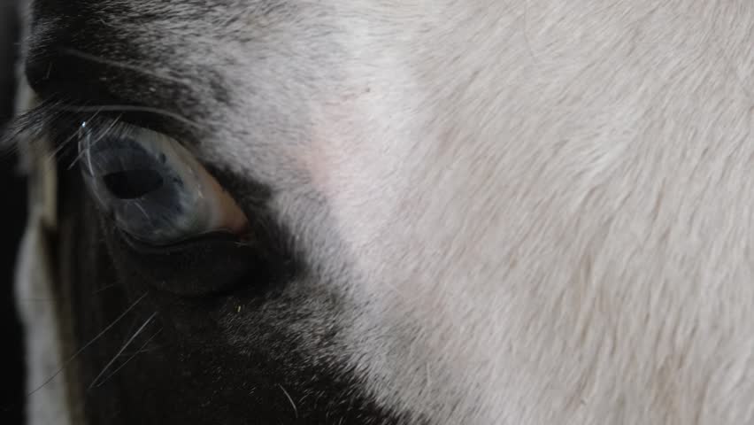 Close-up of rare blue horse eye with detailed texture horizontal view