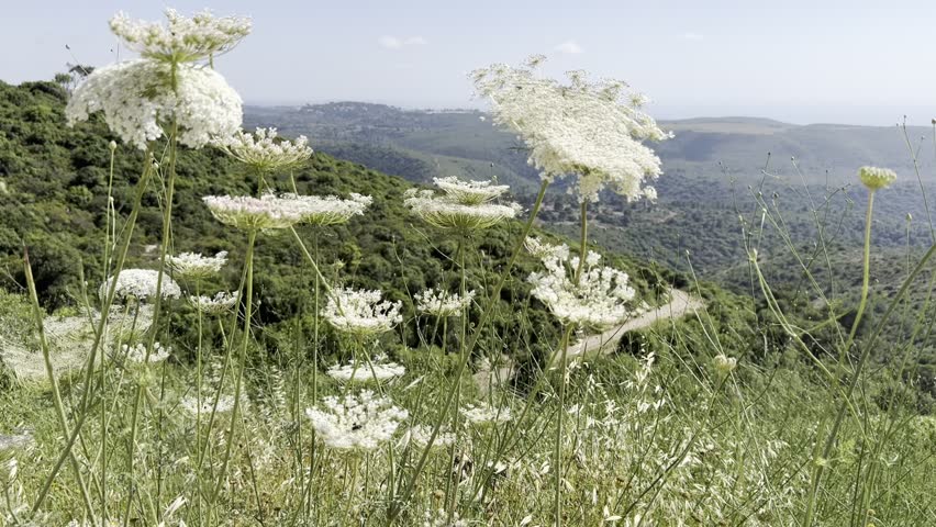 Blooming wild carrot in the mountains of Israel with Mount Meron in the background. The scene captures delicate white wildflowers growing in a natural hillside landscape under clear light.