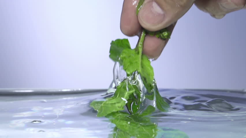 Fresh mint falls under water with a splash.