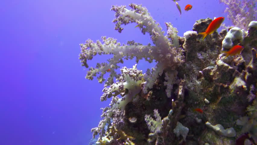 Coral and fish in the Red Sea, Egypt