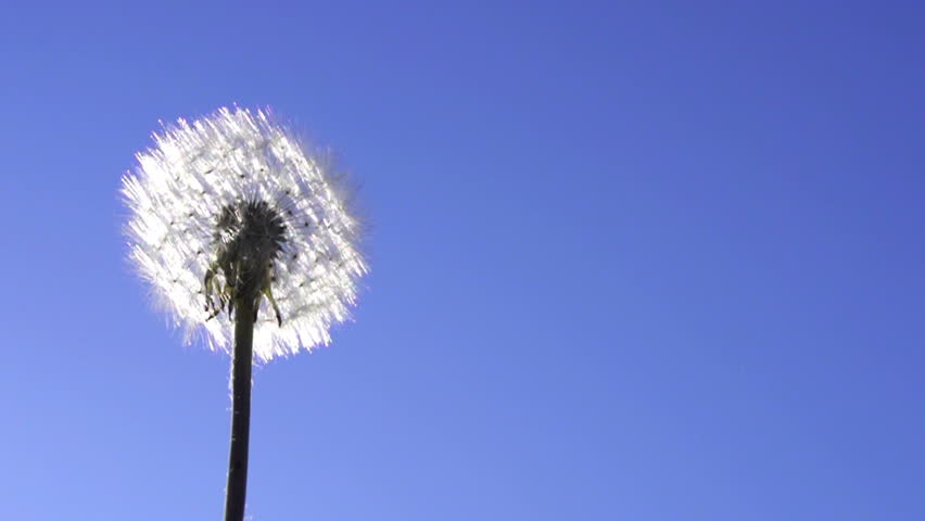 Dandelion seeds flying in the blue sky.