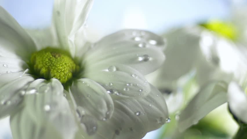Blossom white flower under raindrops on green background