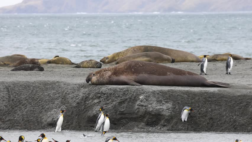 Southern elephant seal (Mirounga leonina) rests beside king penguins colony (Aptenodytes patagonicus) on South Georgia shoreline, subantarctic wildlife telephoto static shot.