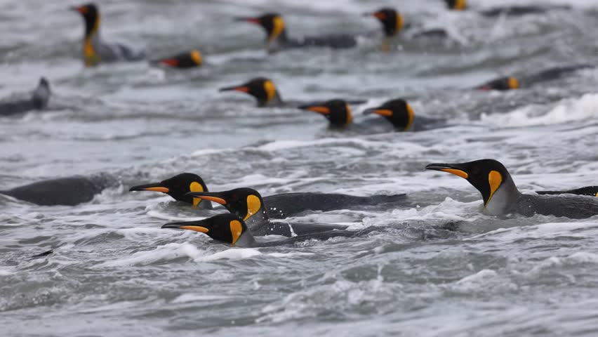 King penguins (Aptenodytes patagonicus, Spheniscidae) porpoise through surf in South Georgia, subantarctic islands, shallow depth telephoto tracking shot.