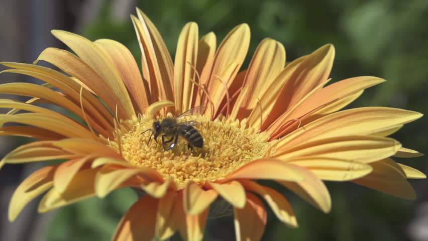 Bees collecting nectar from flower