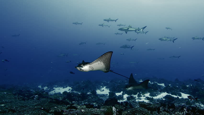 Stunning underwater scene captured in the channels of the Maldives and French Polynesia. Several eagle rays gracefully glide through a large school of sharks in crystal-clear blue tropical water. This breathtaking marine wildlife encounter showcases the rich biodiversity of pristine coral reef ecosystems in the Indian and Pacific Oceans. The elegant movement of the eagle rays contrasts beautifully with the dynamic formation of the sharks, creating a powerful and captivating image of life beneath the surface. The exceptional water clarity, vibrant blue tones, and abundance of marine species highlight the beauty of healthy ocean environments and the importance of marine conservation. Perfect for themes related to underwater photography, marine wildlife, biodiversity, ocean conservation, tropical destinations, nature travel, aquatic ecosystems, and the wonders of the underwater world.