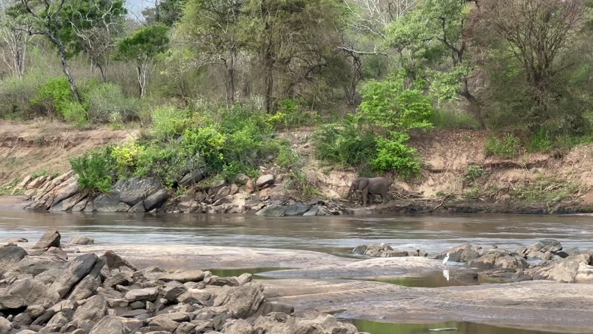 African bush elephant (Loxodonta africana) grazing along a rocky riverbank in Majete Wildlife Reserve, Malawi. Suitable for wildlife documentaries.