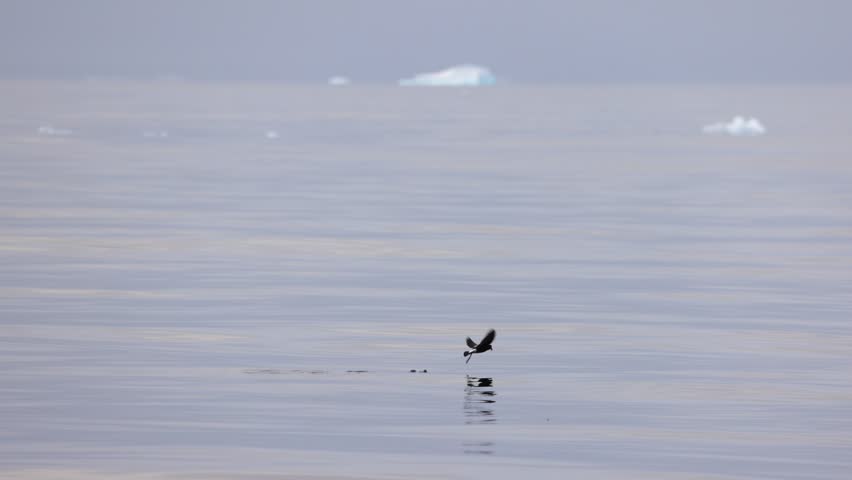 Tiny storm petrel dwarfed by glassy Antarctic sea and distant iceberg, solitude narratives, climate and polar vastness.