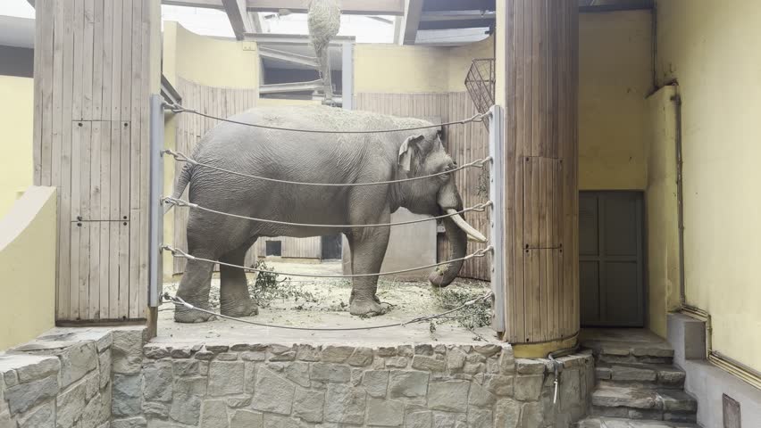 Close-up of an elephant with tusks behind a rope barrier at a zoo enclosure