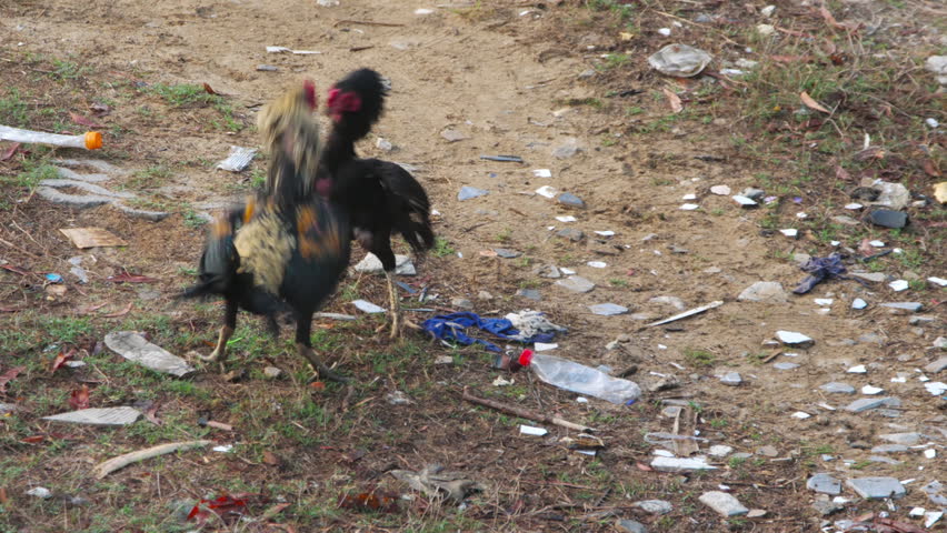 Two roosters fighting and pecking on dirty ground littered with trash outdoors during daytime, static medium angle shot